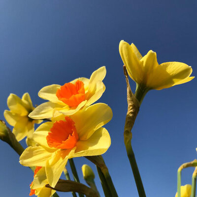 Blumen vor blauem Himmel
