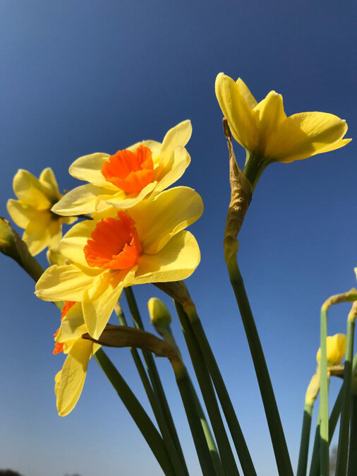 Blumen vor blauem Himmel